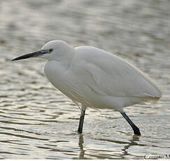 Aigrette garzette