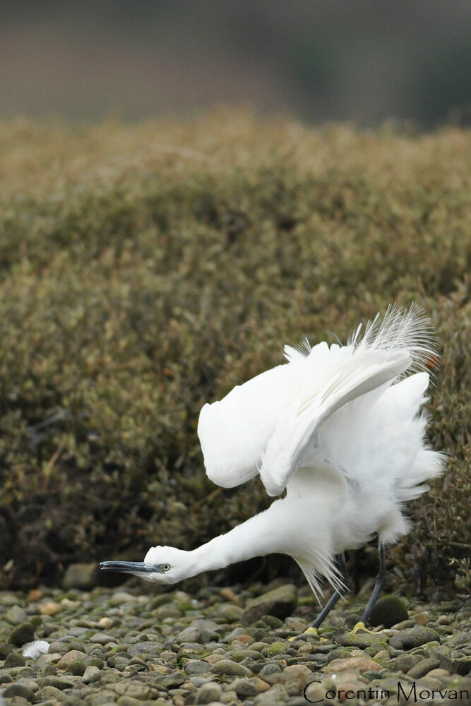 Little Egret