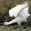 Aigrette garzette