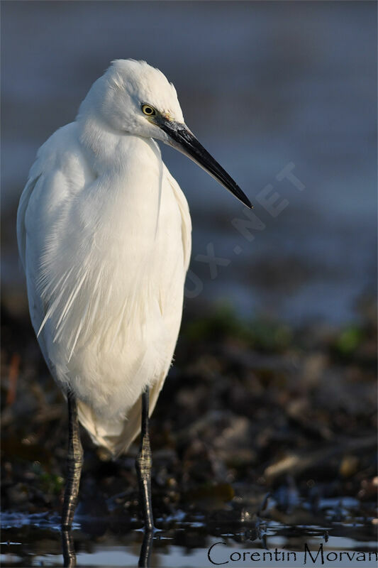 Little Egret