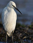 Aigrette garzette