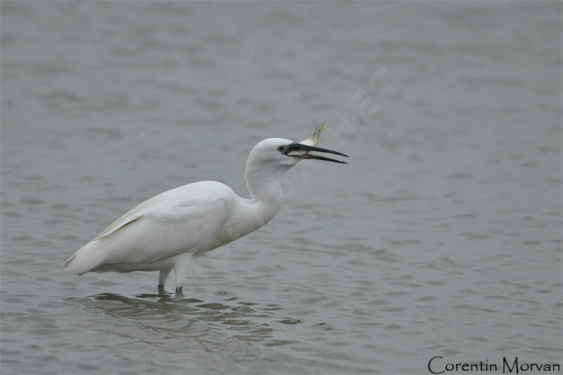 Little Egret