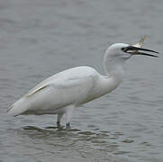 Little Egret