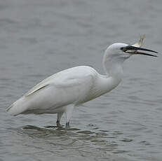 Aigrette garzette