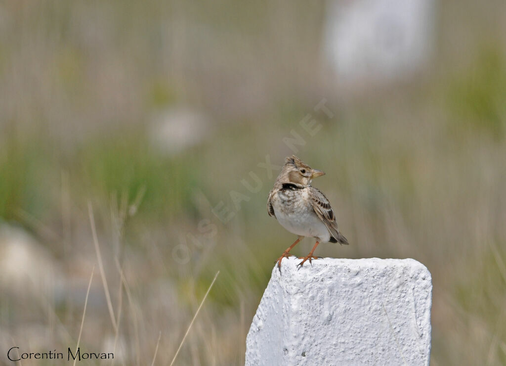 Calandra Lark