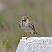 Calandra Lark