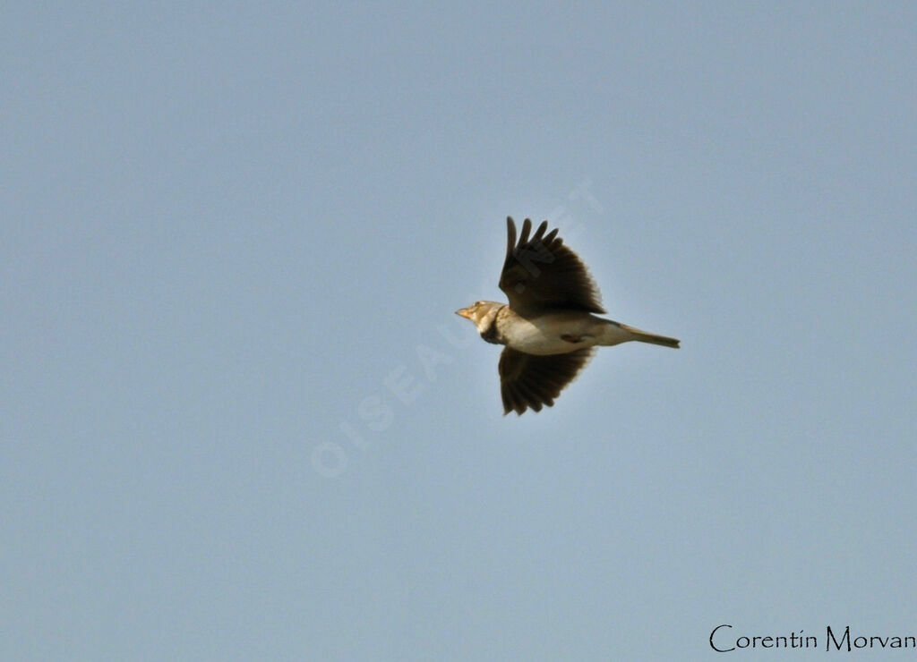 Calandra Lark