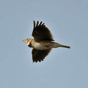 Calandra Lark