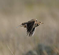 Calandra Lark