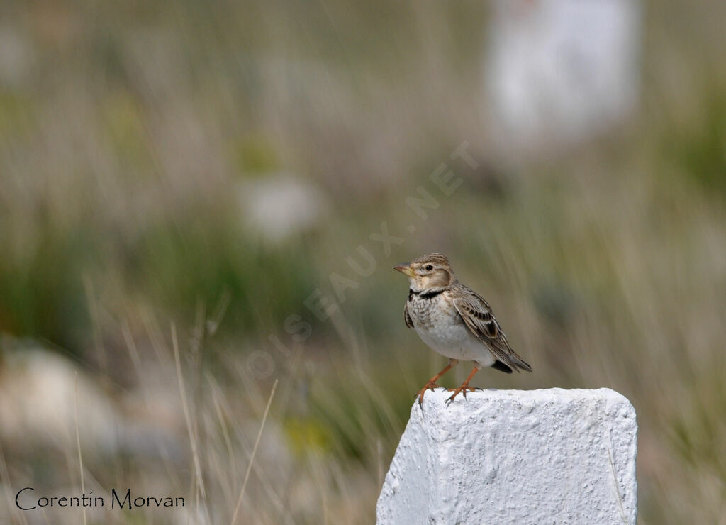 Calandra Lark