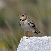 Calandra Lark