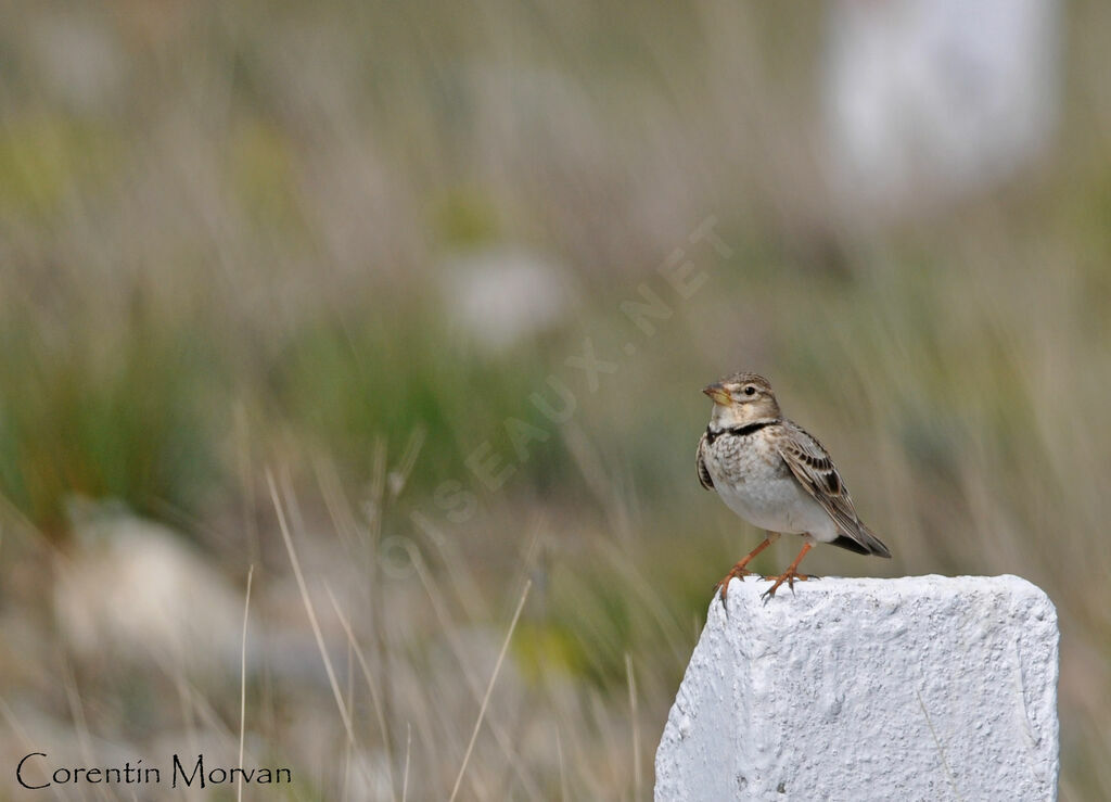 Calandra Lark