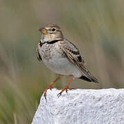 Calandra Lark