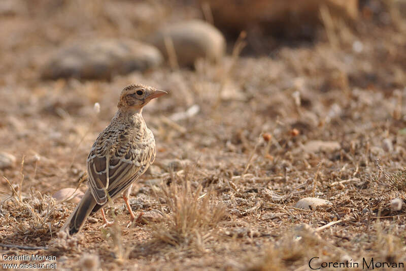 Greater Short-toed Larkjuvenile, identification