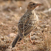 Greater Short-toed Lark