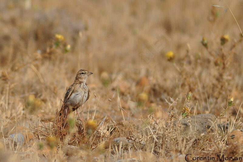 Greater Short-toed Lark