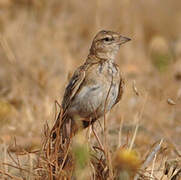 Greater Short-toed Lark