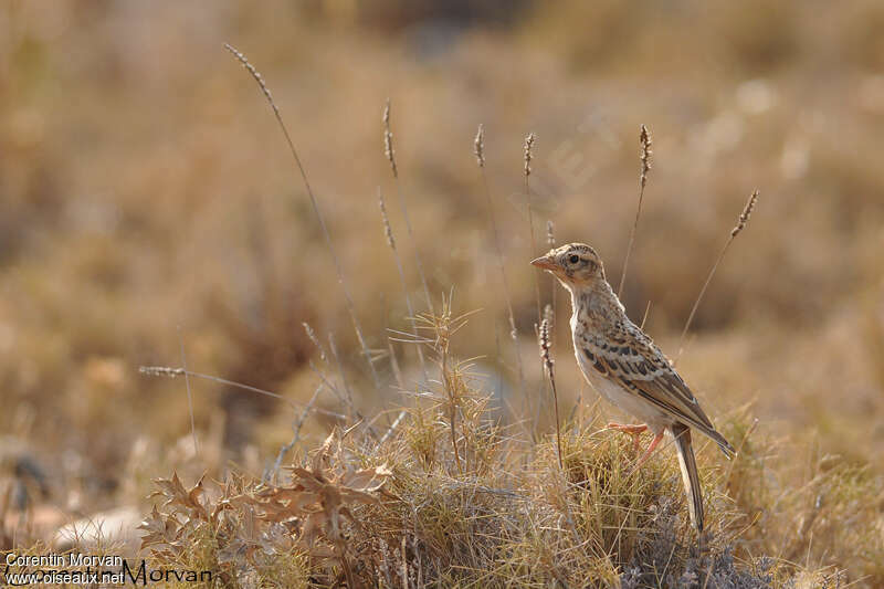 Greater Short-toed Larkjuvenile, habitat, Behaviour