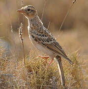 Greater Short-toed Lark