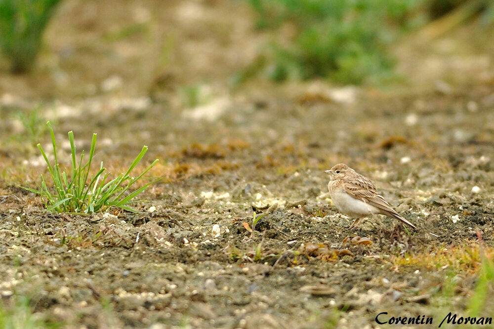 Greater Short-toed Lark