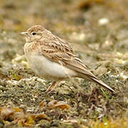 Greater Short-toed Lark