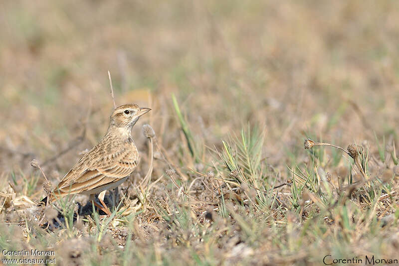 Greater Short-toed Larkadult, identification, pigmentation