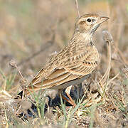 Greater Short-toed Lark