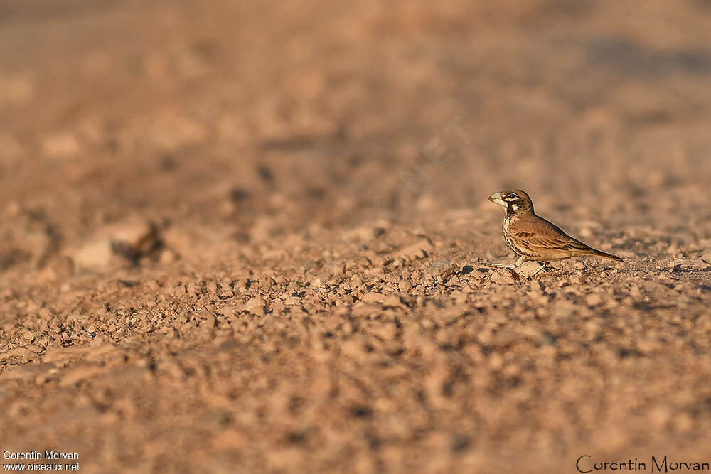 Thick-billed Larkadult, habitat, pigmentation