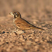 Thick-billed Lark