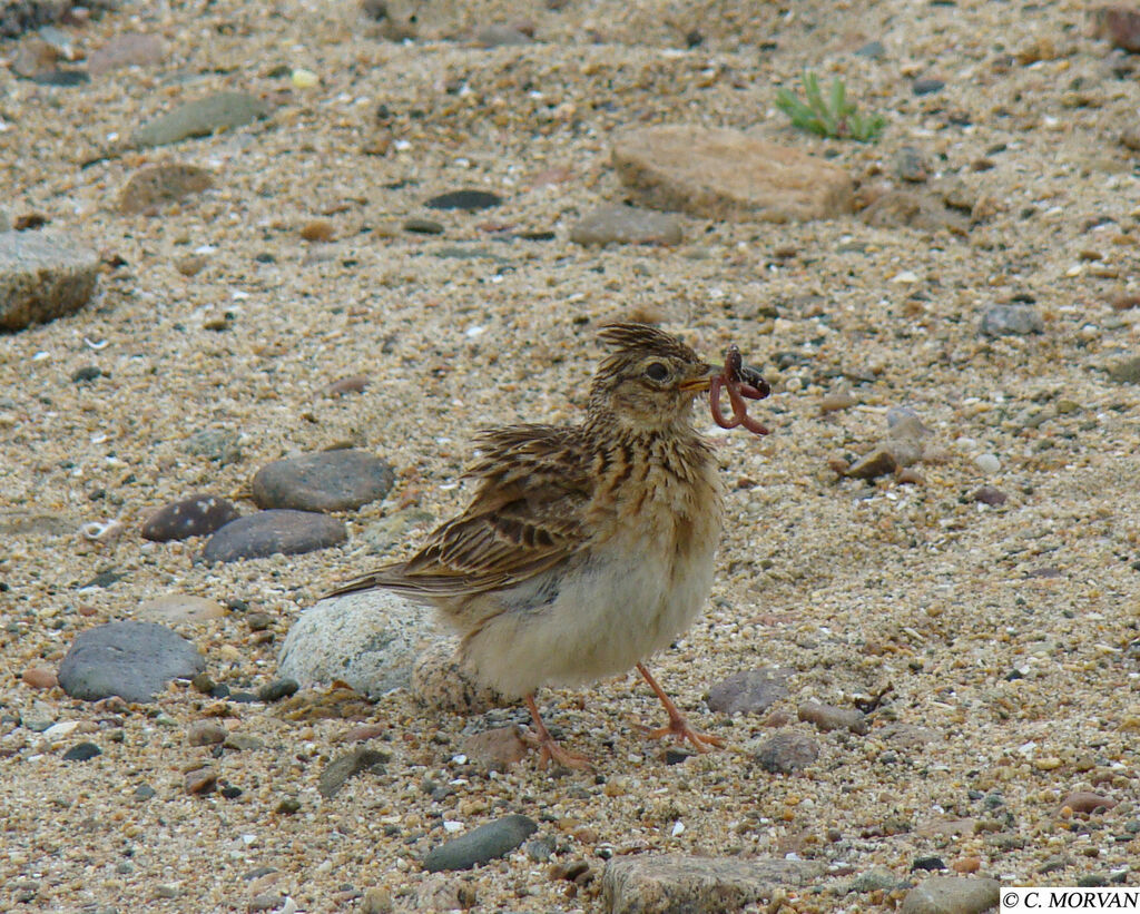 Eurasian Skylark