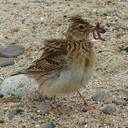 Eurasian Skylark