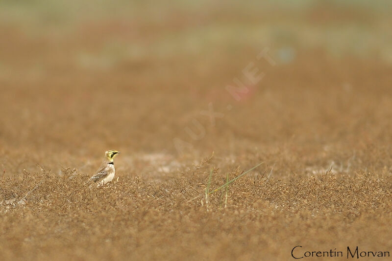 Horned Lark