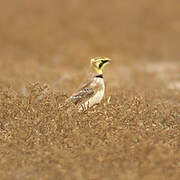 Horned Lark