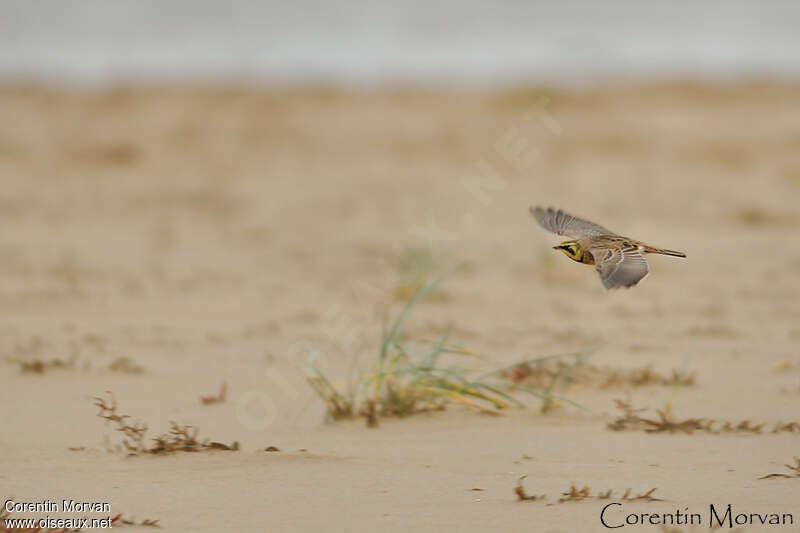 Horned Lark, Flight