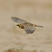 Horned Lark