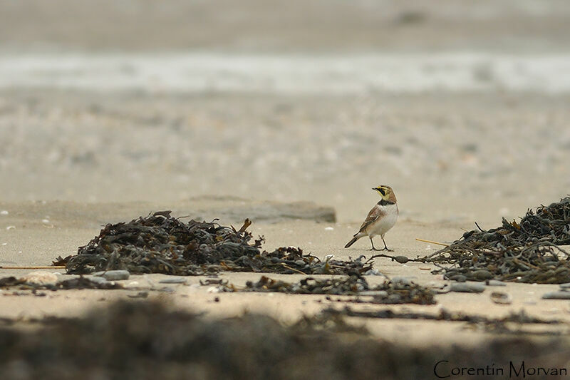 Horned Lark