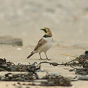 Horned Lark