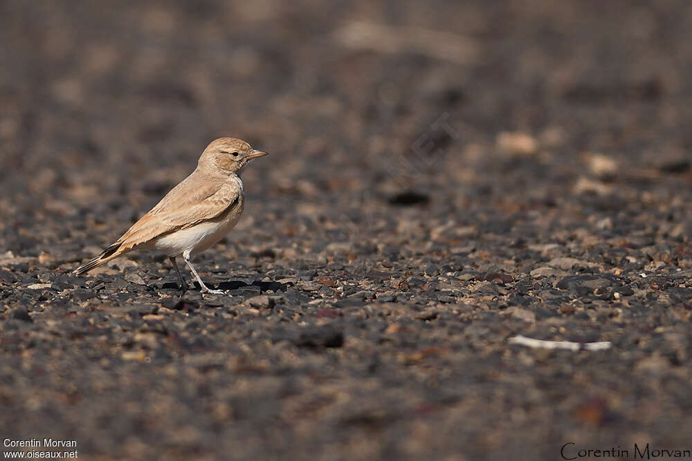 Bar-tailed Larkadult, identification