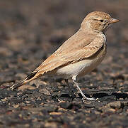 Bar-tailed Lark