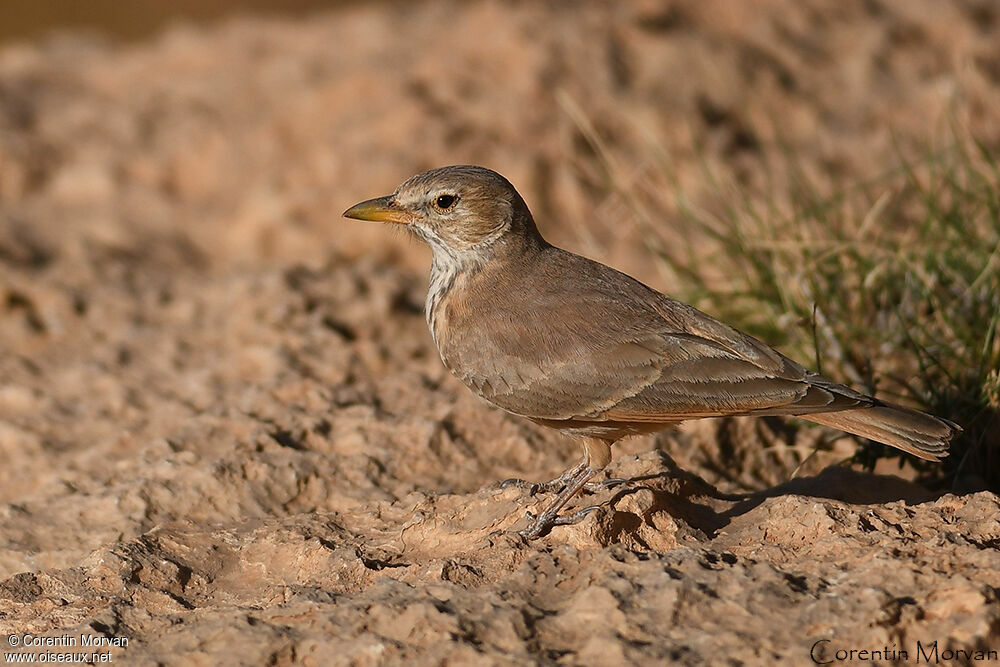 Desert Lark