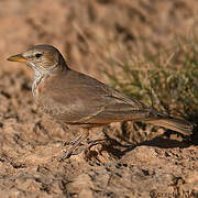 Desert Lark