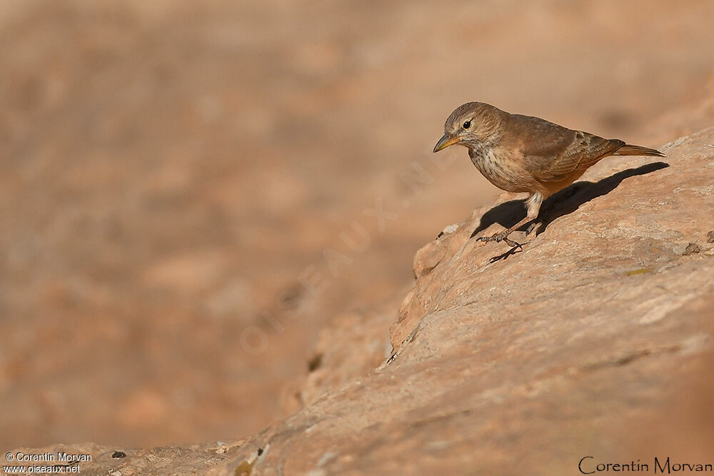 Desert Lark