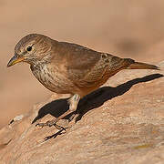 Desert Lark