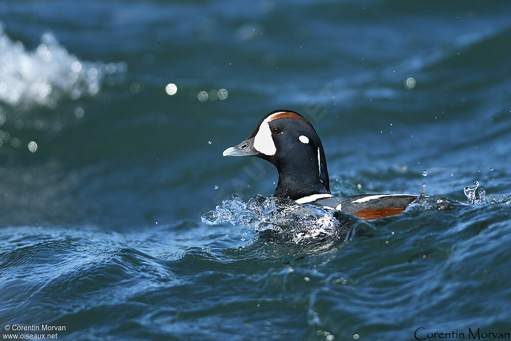 Harlequin Duck