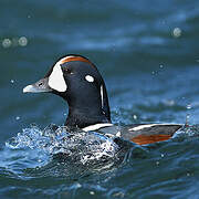 Harlequin Duck