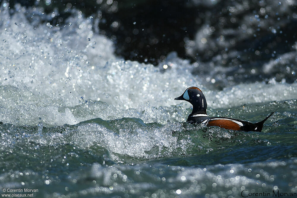 Harlequin Duck