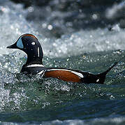 Harlequin Duck