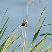 Common Waxbill