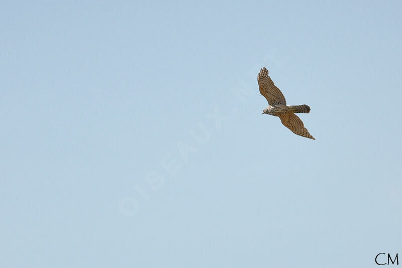 Eurasian Goshawk