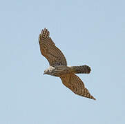 Northern Goshawk